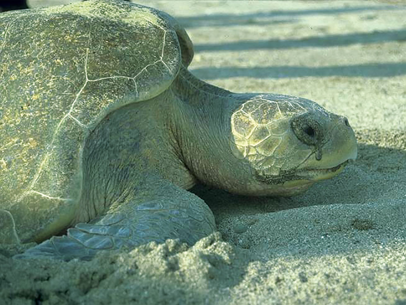 Why Do Female Sea Turtles Cry Salty Tears? | The Institute for Creation
